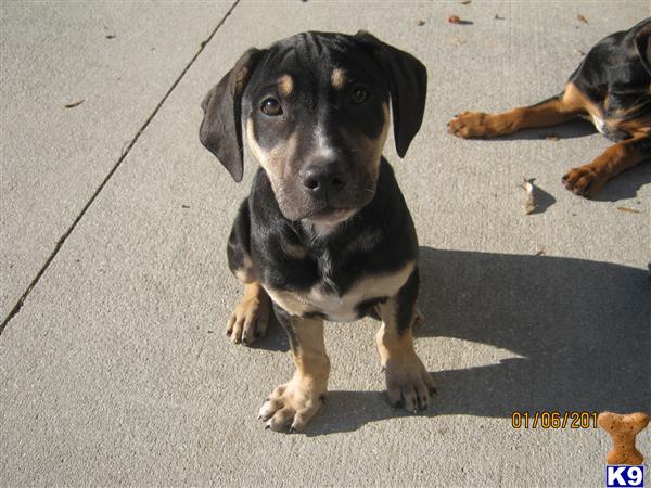 Catahoula Puppies